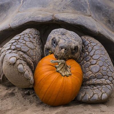 Pumpkin Installation Removal Service