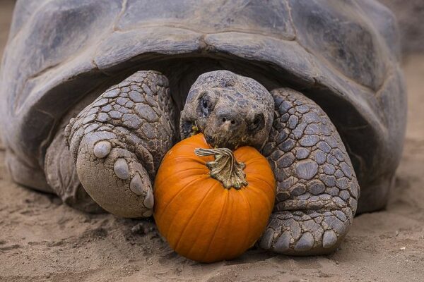 Pumpkin Installation Removal Service