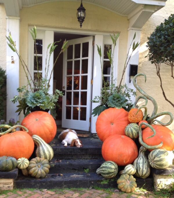 Jumbo Pumpkin - Image 4