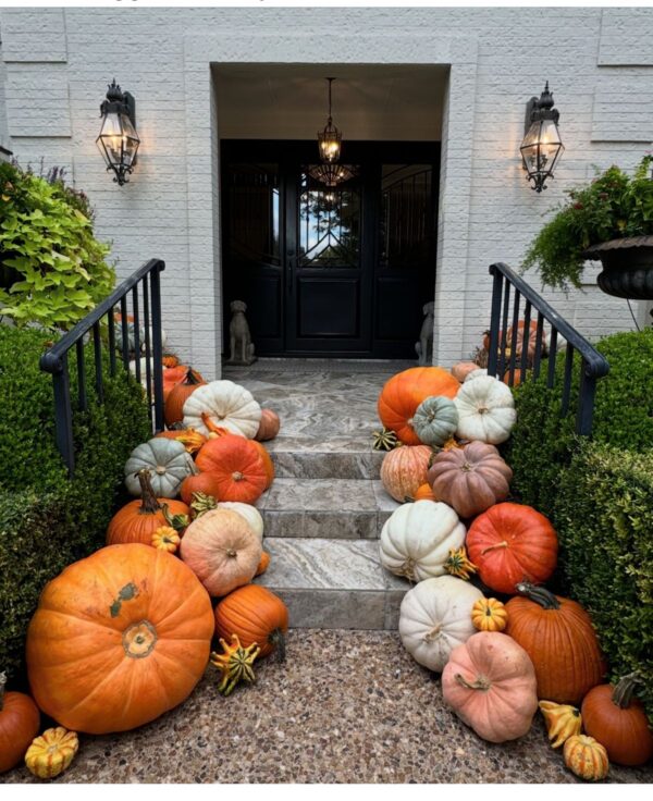 Jumbo Pumpkin - Image 3