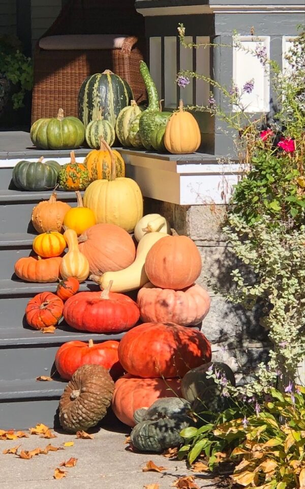 Select Pumpkin Installation - Image 4