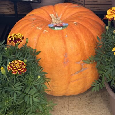 Jumbo Pumpkin