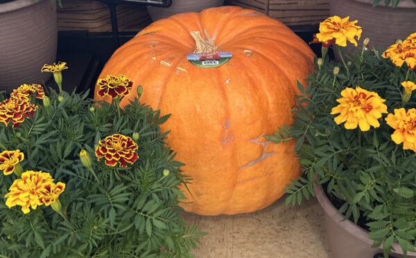 Jumbo Pumpkin