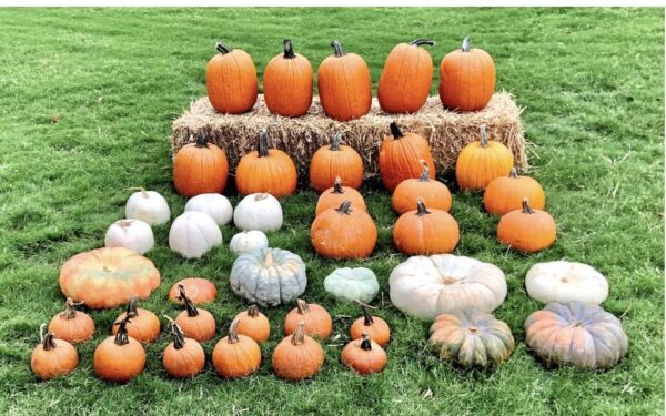 Select Pumpkin Installation - Image 3