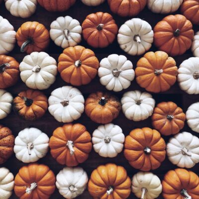 Mini Pumpkin Bundle