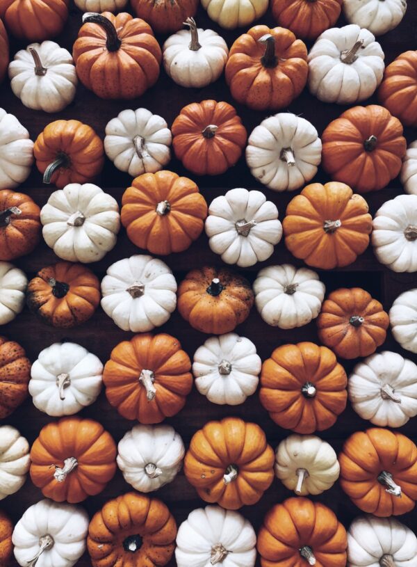 Mini Pumpkin Bundle