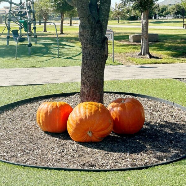 Jumbo Pumpkin - Image 2